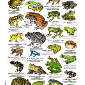 Fine Art Print of Diverse Frogs in Various Environments Fine Art Print of Diverse Frogs in Various Environments