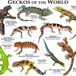 Geckos of the World Print - Color Collage of Various Species Geckos of the World Print - Color Collage of Various Species