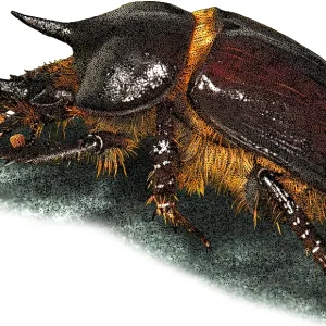 Gopher Beetle Print Gopher Beetle Print