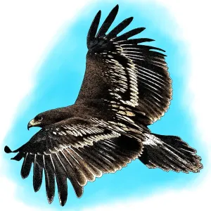 Großer Schreiadler Großer Schreiadler
