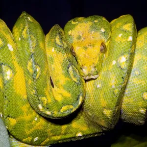Green Tree Python Print: A Color Photograph of a Reptile Green Tree Python Print: A Color Photograph of a Reptile