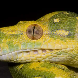 Green Tree Python Print: A Serene Portrait of a Reptile Green Tree Python Print: A Serene Portrait of a Reptile