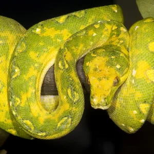Green Tree Python Print: A Color Photograph of a Reptile Green Tree Python Print: A Color Photograph of a Reptile