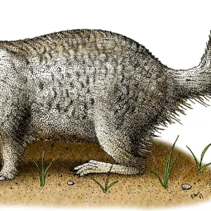 Bergmäusehund Bergmäusehund