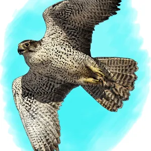 Gyrfalcon Print: A Large Bird of Prey