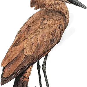 Hamerkop Print - A bird with a distinctive crest and hooked beak Hamerkop Print - A bird with a distinctive crest and hooked beak