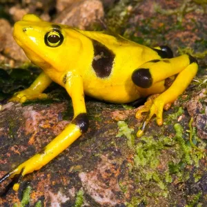 Harlequin Toad Print Harlequin Toad Print