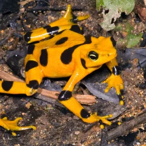 Harlequin Toad Print Harlequin Toad Print