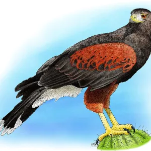 Harris Hawk Print - A Harris hawk perched on a branch Harris Hawk Print - A Harris hawk perched on a branch