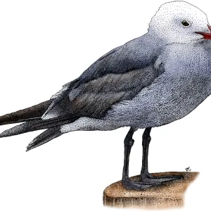 Seeschwalbenheermanns