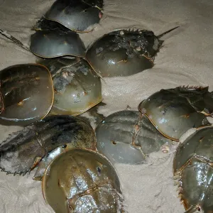 Horseshoe Crabs Spawning at Delaware Bay, June 2014 Print Horseshoe Crabs Spawning at Delaware Bay, June 2014 Print
