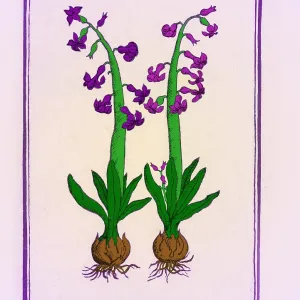 The Hyacinth Print, a depiction of Apollo's sorrow The Hyacinth Print, a depiction of Apollo's sorrow