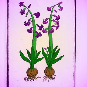 Print of The Hyacinth, a watercolor depiction in an antique frame Print of The Hyacinth, a watercolor depiction in an antique frame