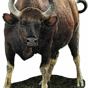 Indian Gaur Print, a photograph of the Bos gaurus species Indian Gaur Print, a photograph of the Bos gaurus species