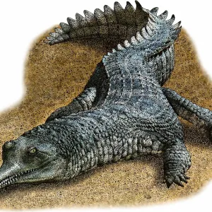Gharial indien Gharial indien
