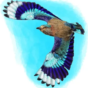Indian Roller Print: Color Illustration of Coracias benghalensis Indian Roller Print: Color Illustration of Coracias benghalensis