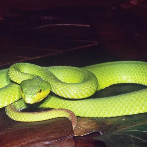 Insel-Pitviper Insel-Pitviper