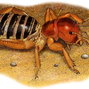Jerusalem Cricket Print, a detailed illustration of Stenopelmatus fuscus Jerusalem Cricket Print, a detailed illustration of Stenopelmatus fuscus