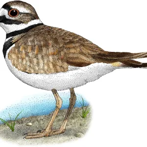 Killdeer Print: Charadrius vociferus Illustration