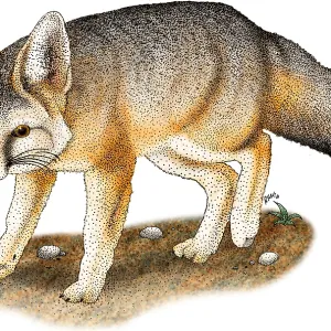 Kit Fox Print - Vulpes macrotis Illustration