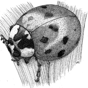 Ladybug Beetle Print, Pen and Ink Illustration Ladybug Beetle Print, Pen and Ink Illustration