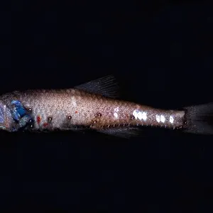 Lanternfish Print, 500-0 meters depth Lanternfish Print, 500-0 meters depth