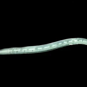 Print of Larval Eel (Faciollela sp.) Print of Larval Eel (Faciollela sp.)