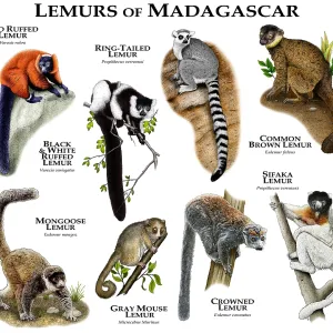 Madagascar Lemur Species Print Madagascar Lemur Species Print