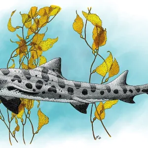 Leopard Shark Print, Triakis semifasciata Leopard Shark Print, Triakis semifasciata