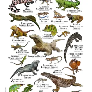 Lizards of the World Print: A Colorful Collection of 20+ Species Lizards of the World Print: A Colorful Collection of 20+ Species