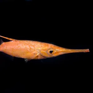 Langflossen-Schnepfenfisch Langflossen-Schnepfenfisch
