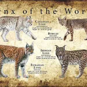 Lynx Species Print