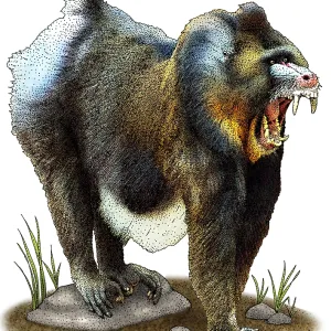 Mandrill Print - Color Illustration Mandrill Print - Color Illustration