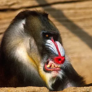 Mandrill Aggressive Display Print Mandrill Aggressive Display Print