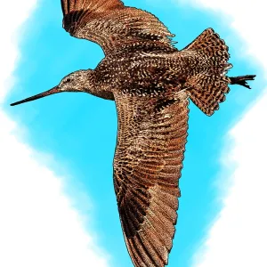 Marbled Godwit Print Marbled Godwit Print
