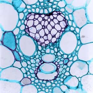 Corn Stem, light micrograph Corn Stem, light micrograph