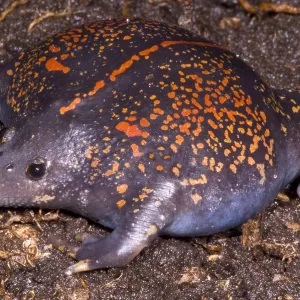 Mexikanischer Bergfrosch
