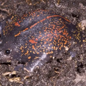 Mexikanischer Bergkröte