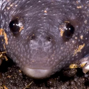 Mexican Burrowing Toad Print