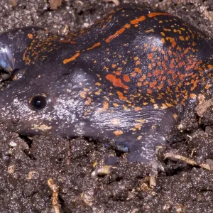 Mexikanischer Grabfrosch Mexikanischer Grabfrosch