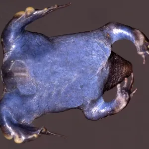 Mexikanischer Bergfrosch Mexikanischer Bergfrosch