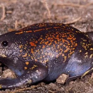 Mexikanischer Bergfrosch Mexikanischer Bergfrosch