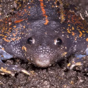 Mexikanischer Grabfrosch Mexikanischer Grabfrosch