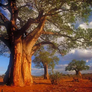 Baobab trees Baobab trees
