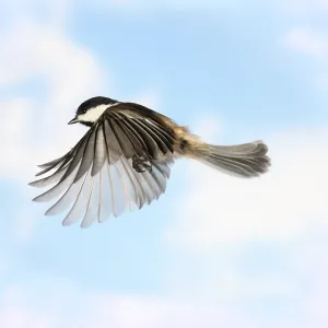 Black-Capped Chickadee in Flight Print Black-Capped Chickadee in Flight Print
