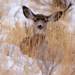 Blacktail or Mule Deer Blacktail or Mule Deer