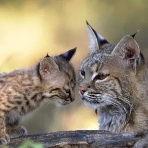 Bobcat with kitten Bobcat with kitten