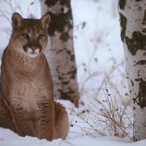 Cougar Cougar