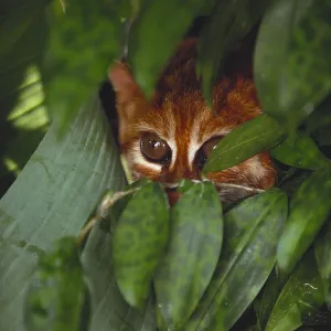 Flat Headed Cat Flat Headed Cat