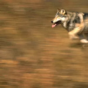 Grey wolf running Grey wolf running